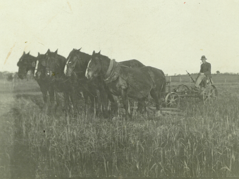 Early 1900's harvest Frank O'Meehan