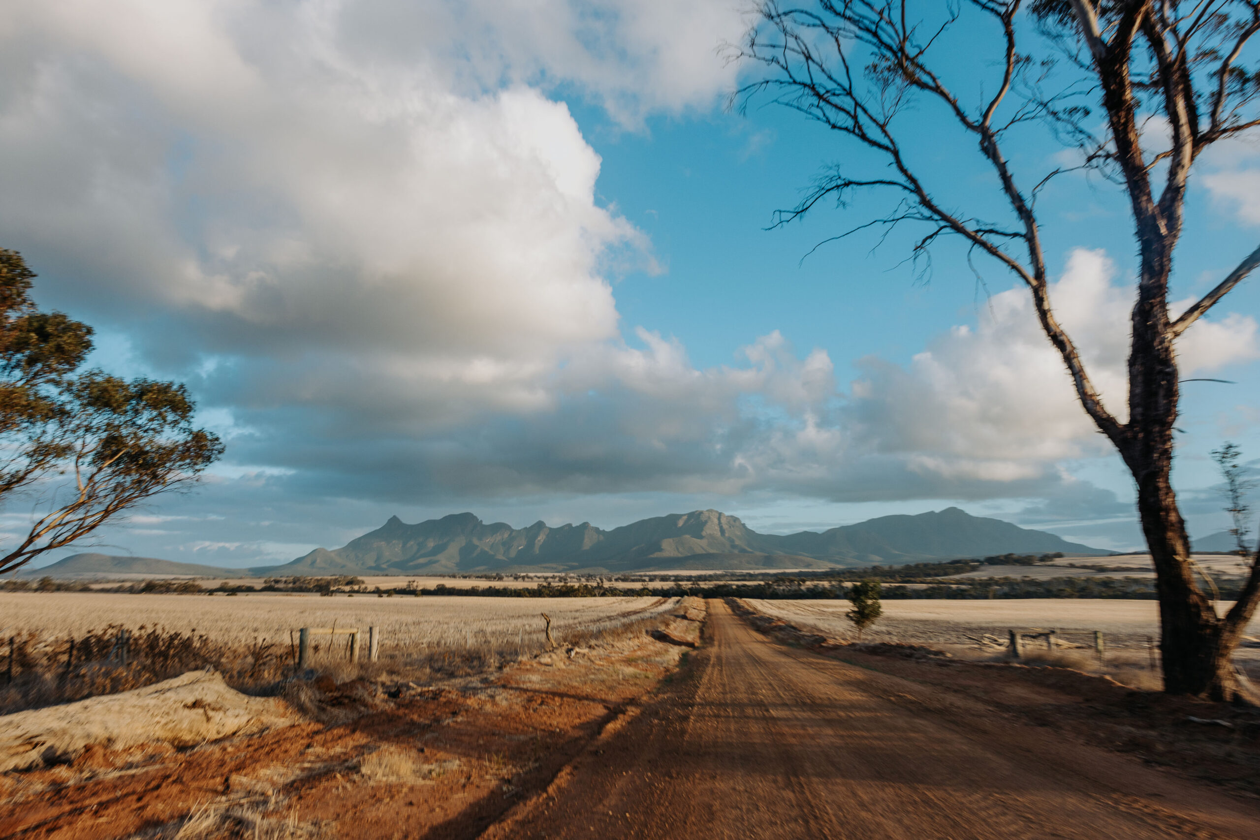 Gallery - Stirling Ranges Beef