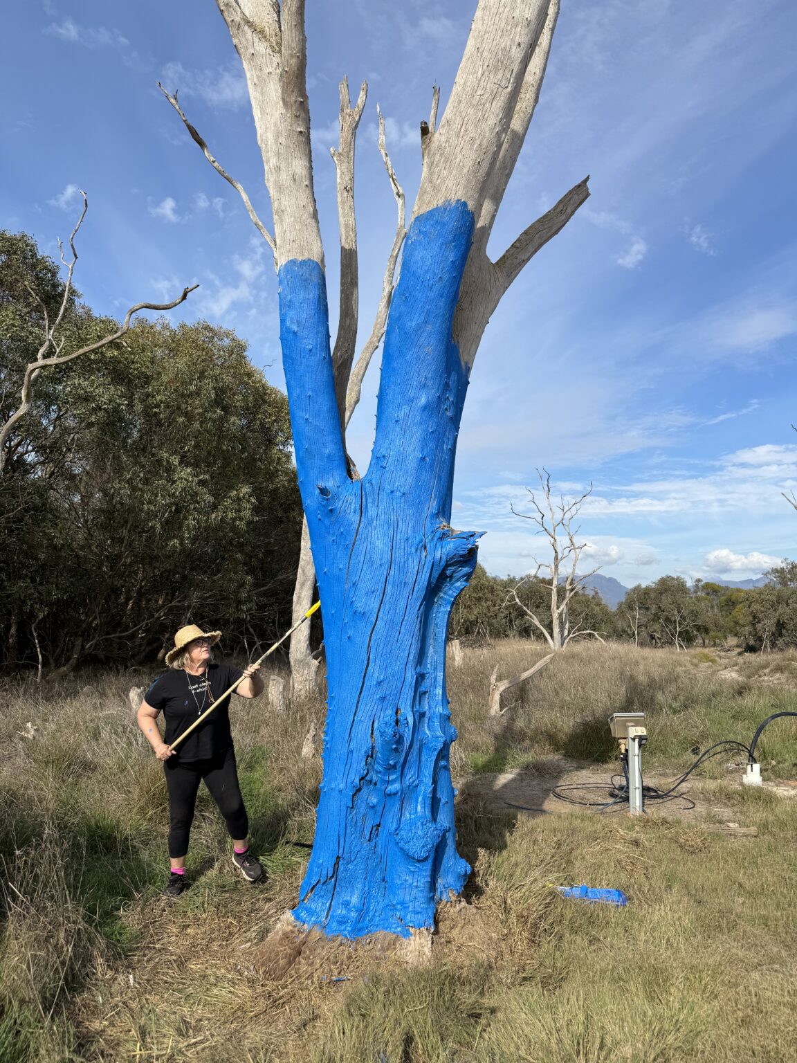 Stirling Ranges Beef and The Blue Tree Project: A Symbol of Hope and ...